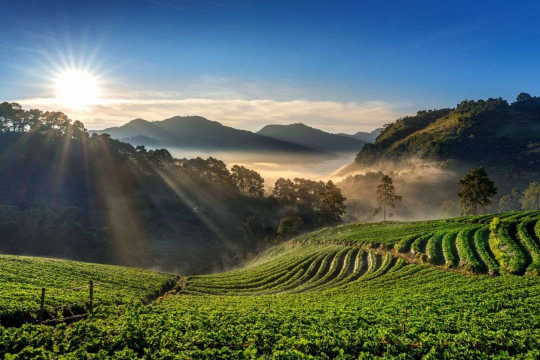 Chennai to Munnar – A Road Trip Guide